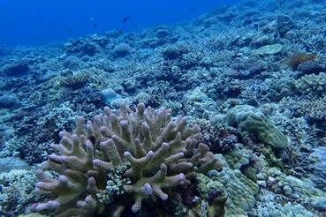 珊瑚礁生態系介紹