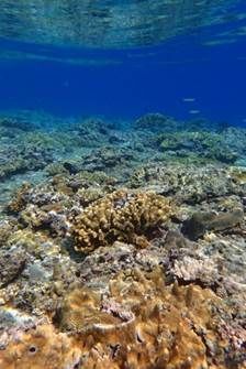 珊瑚生長與生殖